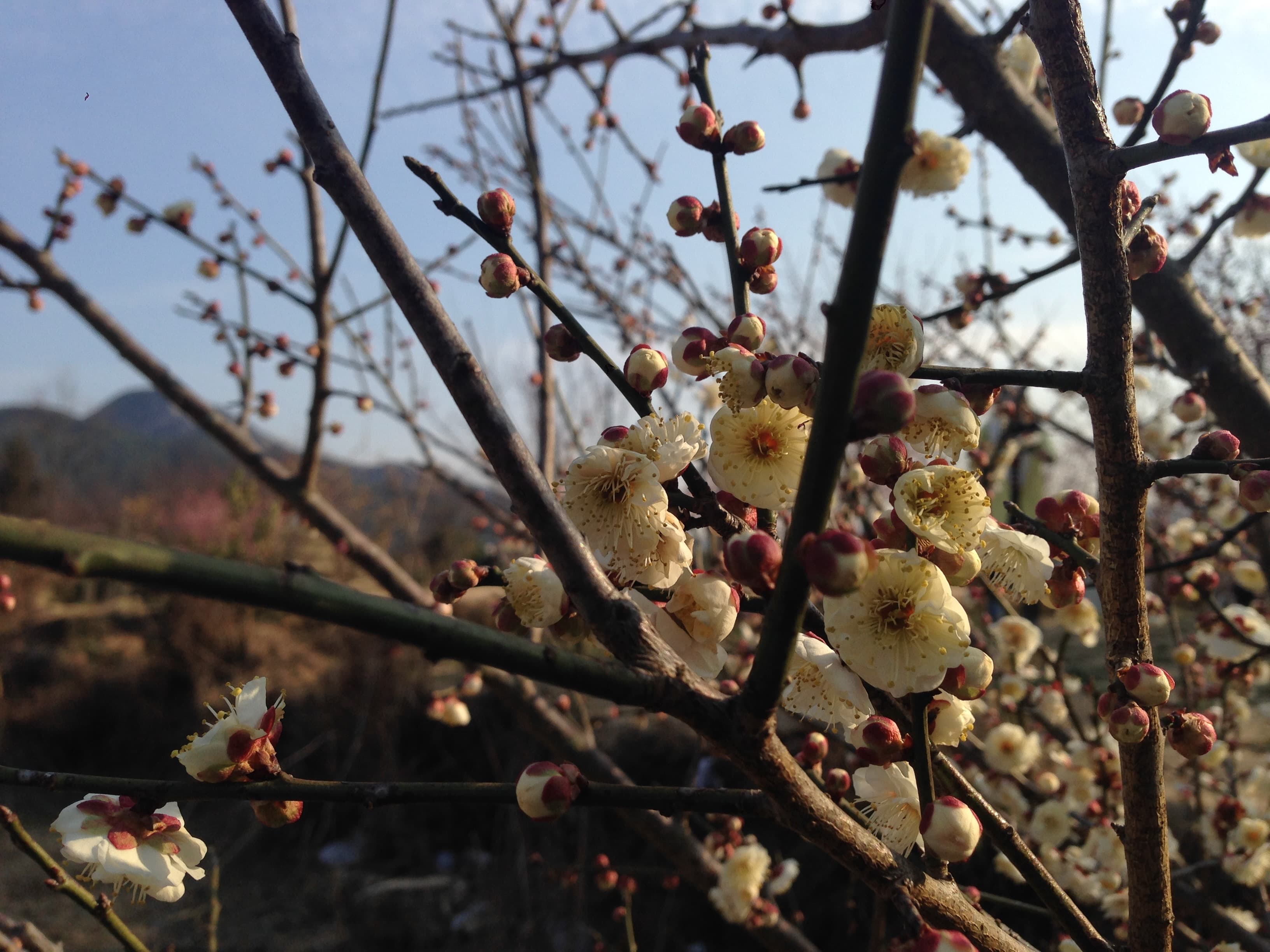 Winter's Gentle Awakening - Delicate white plum blossoms emerge, backlit by so...