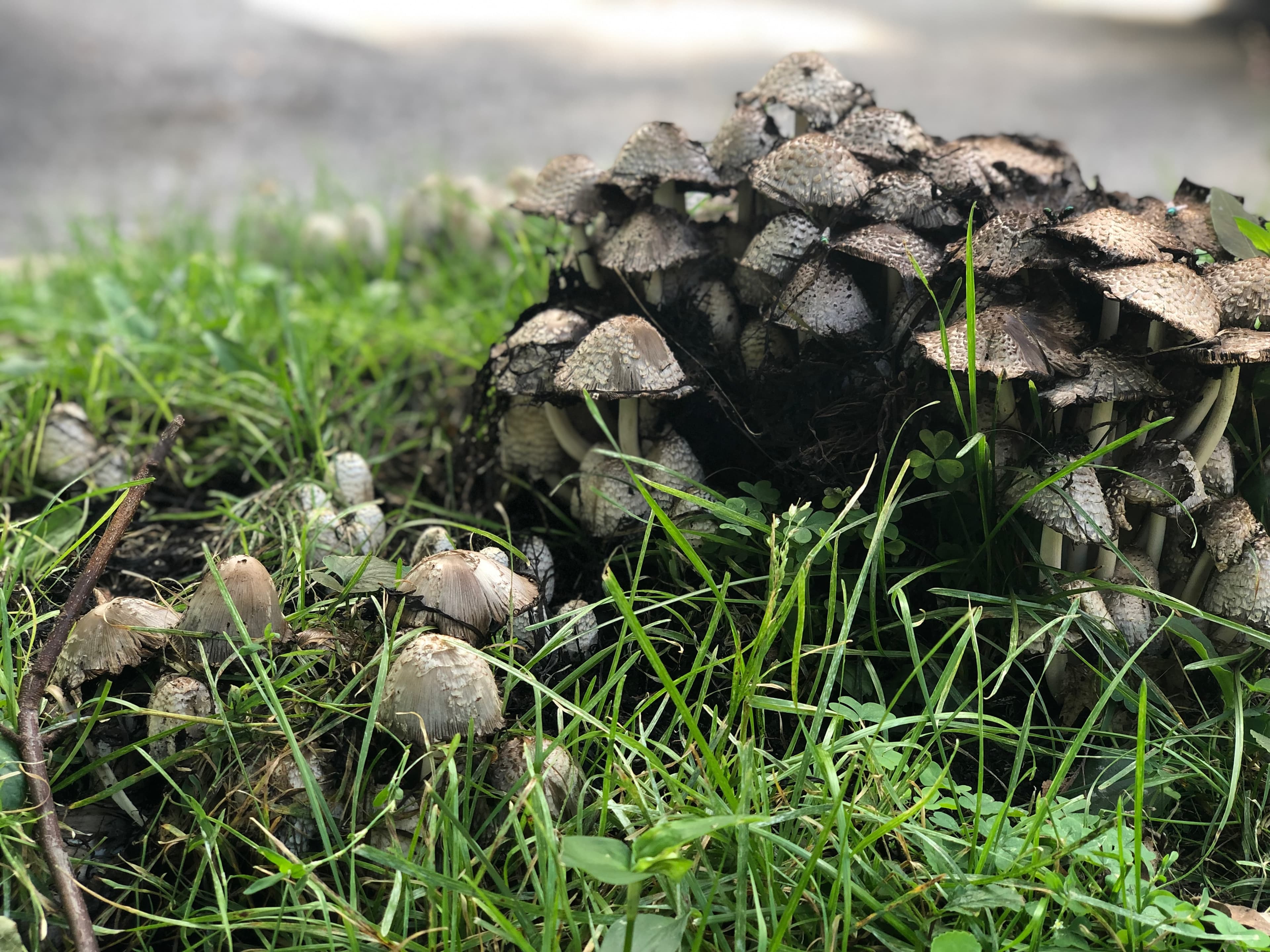 Fungal Bloom - A cluster of mushrooms emerges from the grass, sho...